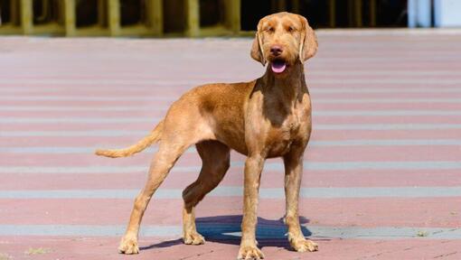 Raza de perro Braco Húngaro de Pelo Duro caminando en la ciudad