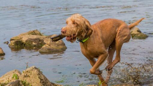 Raza de perro Braco Húngaro de Pelo Duro jugando y saltando en el río