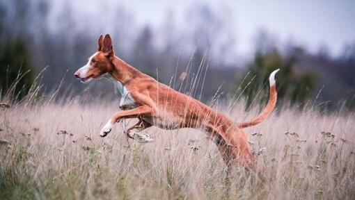 Raza de perro Podenco Ibicenco saltando en el campo