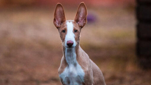 Podenco Ibicenco mirando a alguien