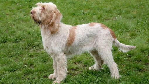 Spinone Italiano de pie sobre la hierba