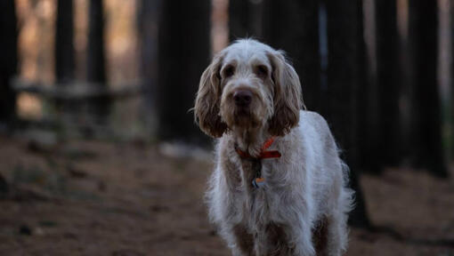 Perro de pie en el bosque oscuro