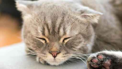Gato Bobtail Japonés de Pelo Largo durmiendo