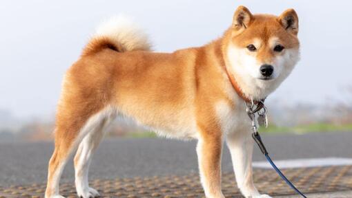 Raza de perro Shiba Inu Japonés parado cerca de los campos