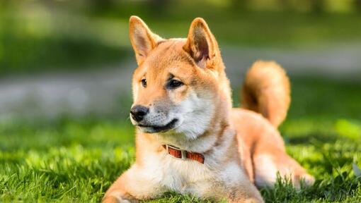 Raza de perro Shiba Inu Japonés tumbado en la hierba