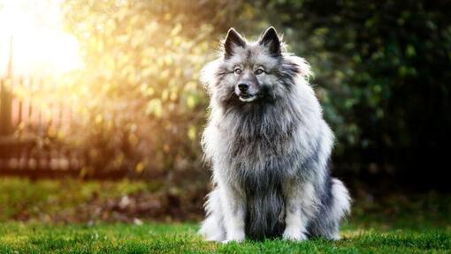 Keeshond de pie en el patio trasero