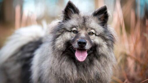 Keeshond con la lengua levantada