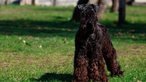 Kerry Blue Terrier de pie sobre la hierba