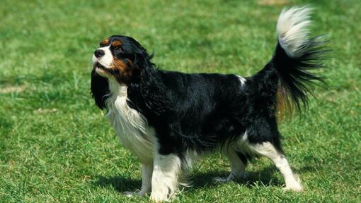 King Charles Spaniel de pie sobre la hierba