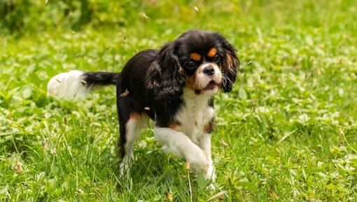 King Charles Spaniel jugando en el jardín