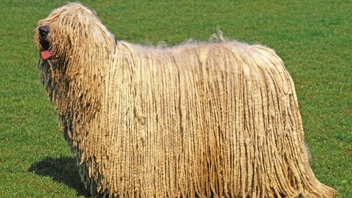 Komondor con la lengua levantada