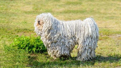 Komondor en el campo