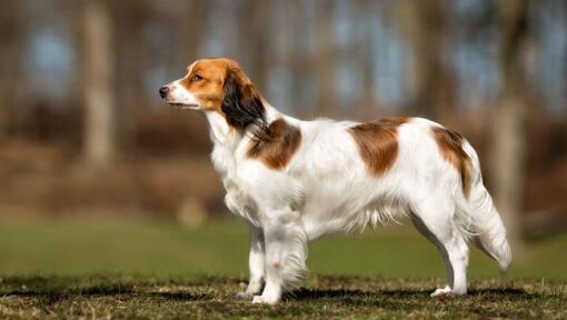 Perro Spaniel Holandés de pie en el jardín en un cálido día de verano