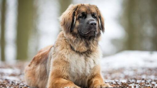 Leonberger cerca de un bosque nevado