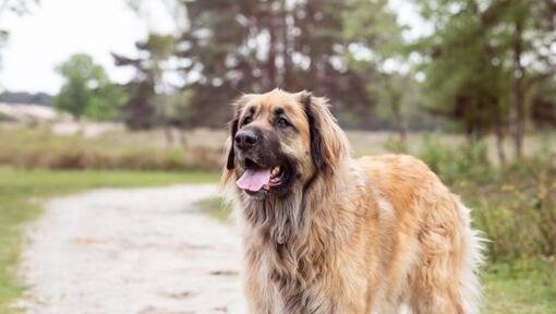 Leonberger de pie en un camino cerca del bosque