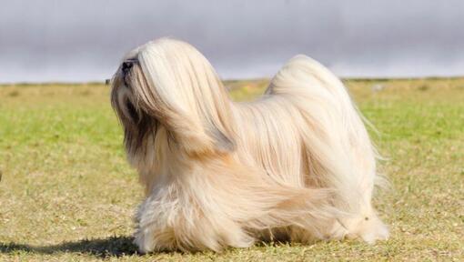 Lhasa Apso de pie