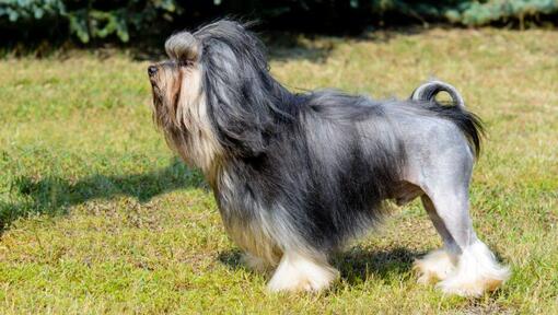 Perro Lowchen (pequeño perro león) en el patio en un día soleado de verano