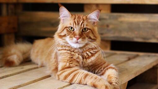 Raza de gato Maine Coon acostado sobre la mesa