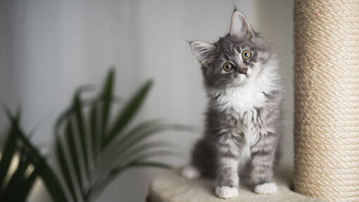 Gatito Maine Coon mirando juguetonamente