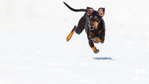 Perro corriendo rápido sobre la nieve