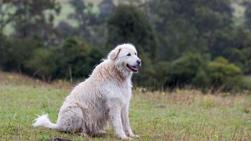 Perro Pastor de Maremma cerca del bosque