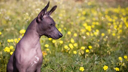 Perro sentado en el campo de flores amarillas