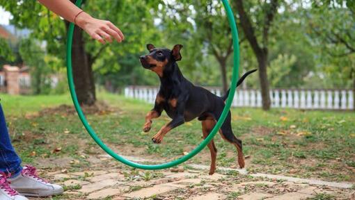 Perro saltando por el círculo de entrenamiento