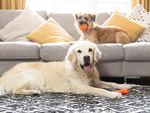 Raza de perro Labrador tumbado junto al sofá
