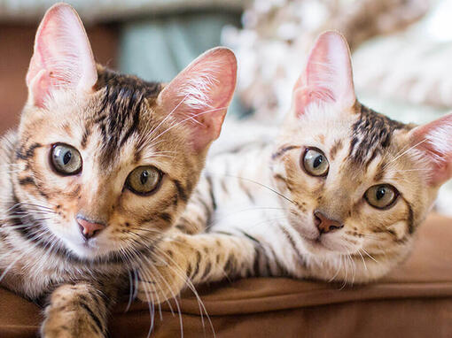 Dos gatos tumbados en el sofá