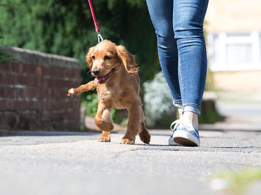 Cachorro caminando junto al dueño con una correa