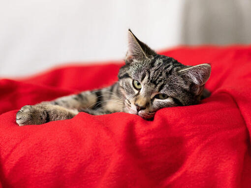 Gato acostado sobre una almohada roja
