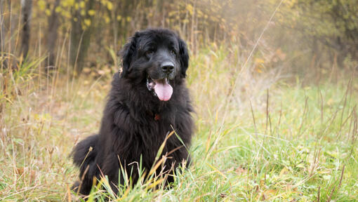 Raza de perro Terranova (Newfoundland) de pie en el bosque