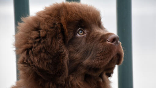 Cachorro de Terranova marrón mirando hacia adelante