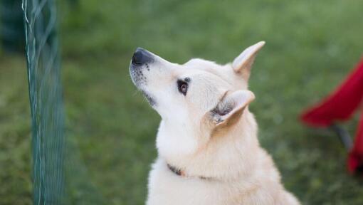 Buhund Noruego de pie en el patio mirando hacia adelante