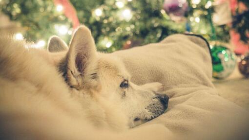 Buhund Noruego durmiendo la siesta cerca del árbol de Navidad