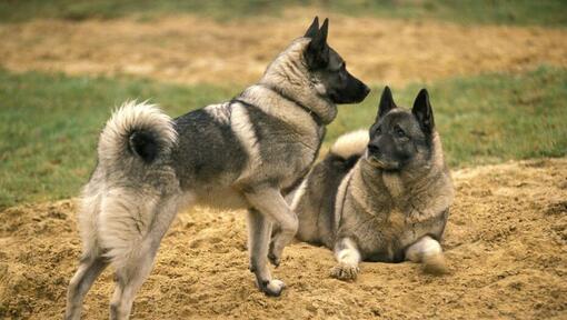 Dos perros Elkhound Noruego jugando entre sí en el césped