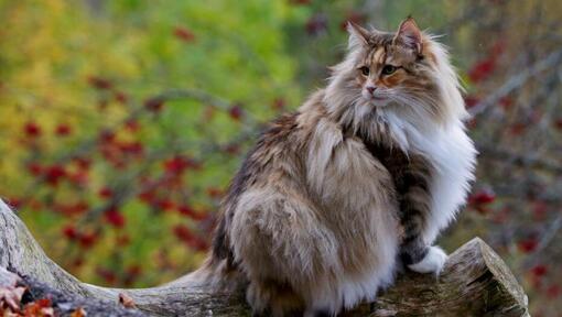 Gato Bosque de Noruega trepando a un árbol