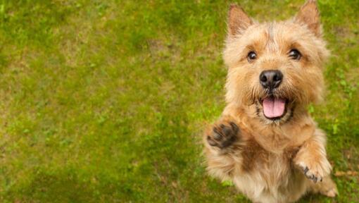 Raza de perro Terrier saltando hacia la cámara