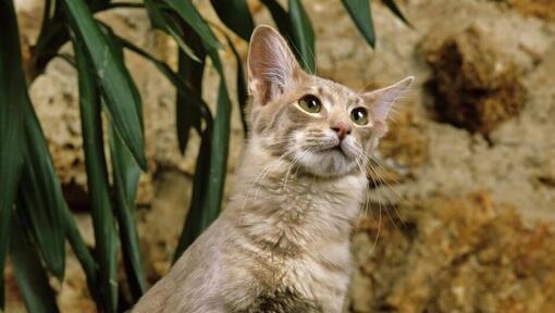 Gato Oriental de Pelo Largo de pie cerca de la maceta