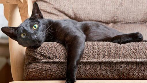 Gato Oriental de Pelo Corto acostado en el sofá