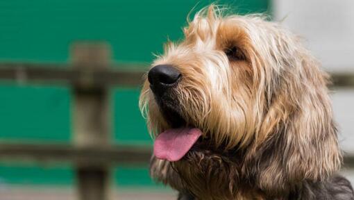 Otterhound mirando a la distancia