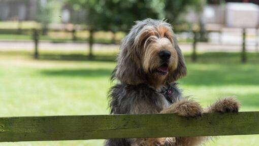 Otterhound apoyado en una valla