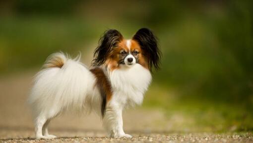 Perro Papillón de pie en el parque