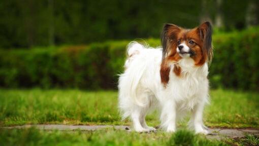 Raza de perro Papillón de pie en el parque en una cálida mañana de primavera