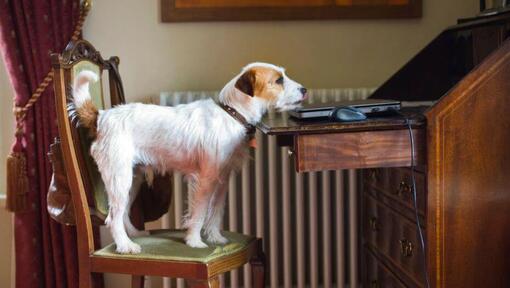 Parson Jack Russell Terrier en una silla