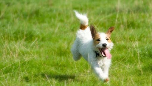 Parson Jack Russell Terrier corriendo en el campo