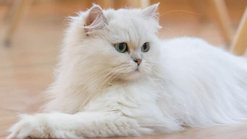 Raza de gato Persa de Pelo Largo tumbado en el suelo