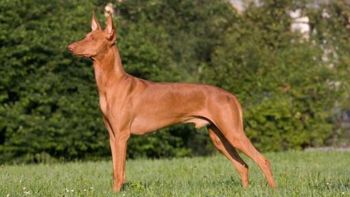 Pharaoh hound de pie delante de los arbustos