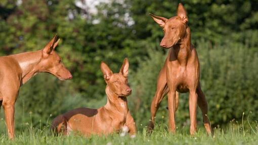 Tres perros descansando sobre la hierba