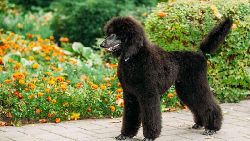 Raza de perro Caniche negro (estándar) caminando en el jardín